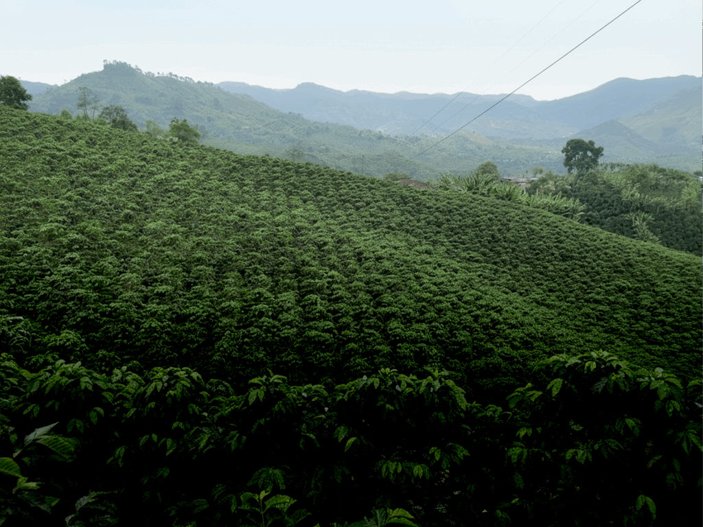 mejor-fertilizante-cafe-colombia-campo