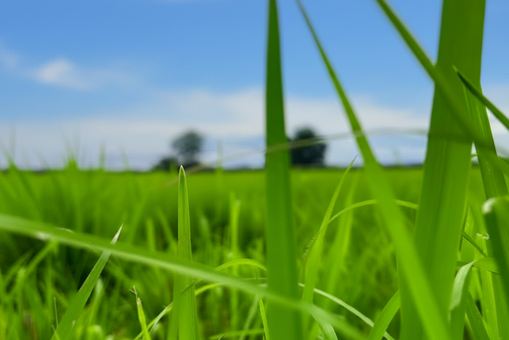 mejor-fertilizante-pasto-colombia