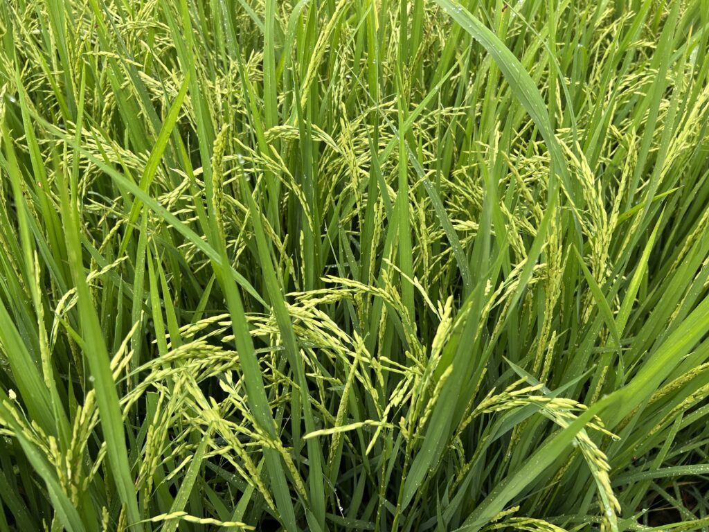 Mejor-Fertilizante-Para-Arroz-Colombia