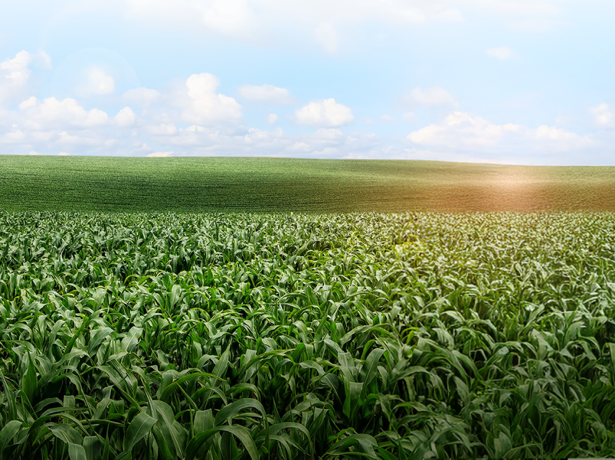 Cual-Es-El-Mejor-Fertilizante-Para-Maiz-Colombia